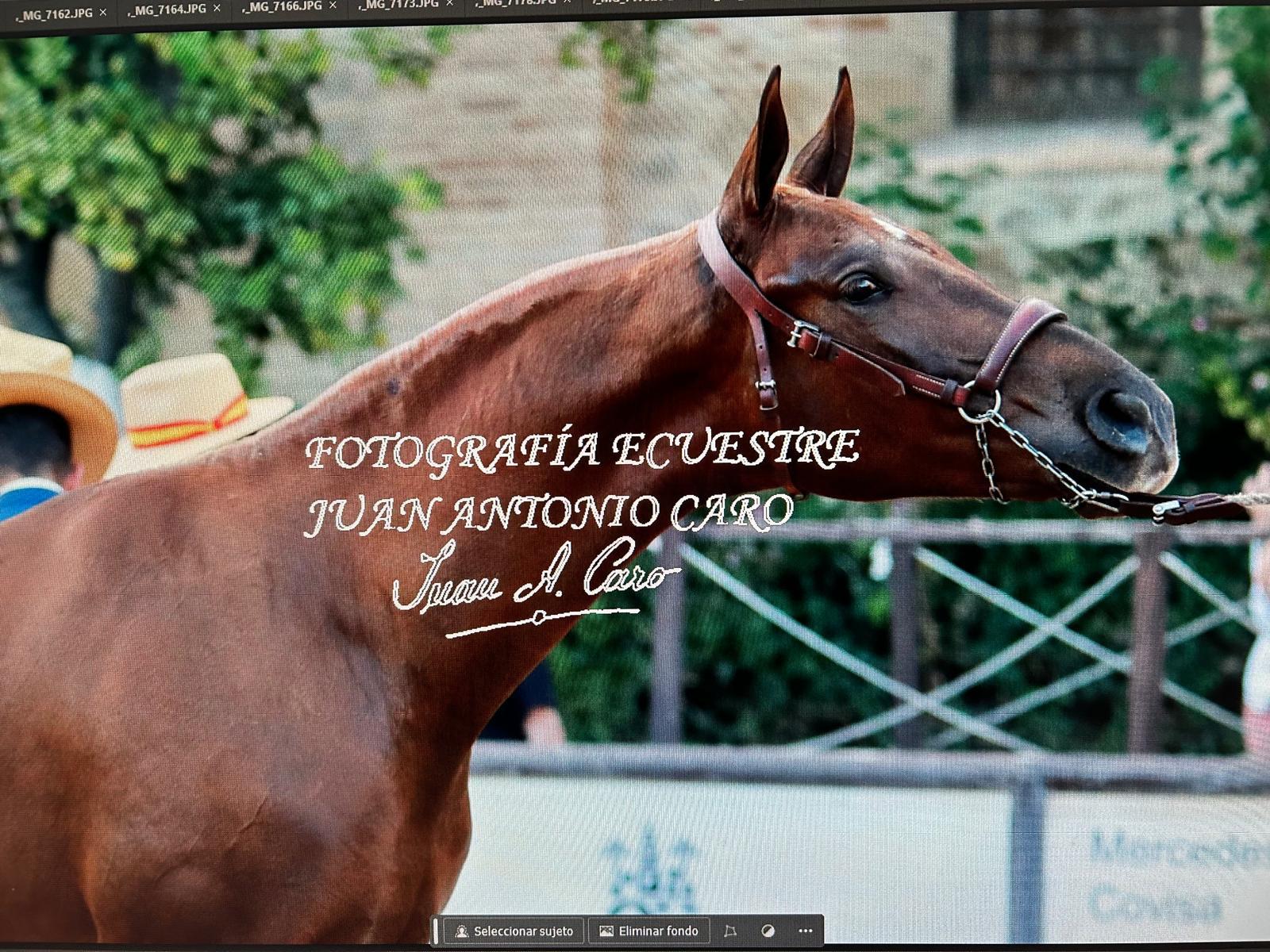 Fotografía
