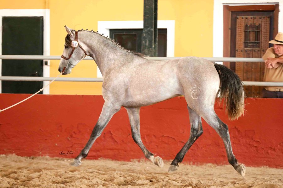 Zingarito Yc